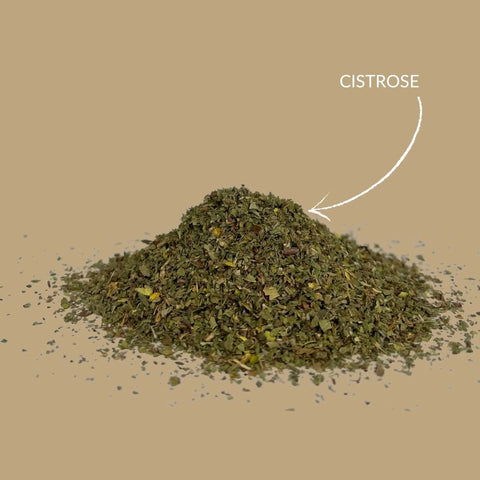 Cistrose - Cistus - Zistuskraut - Teekränzchen