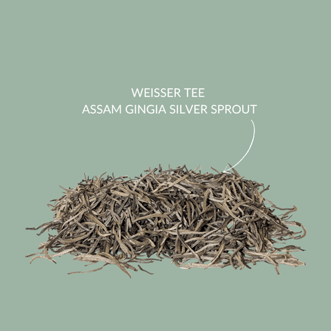 Weisser Tee Assam Gingia Silver Sprout