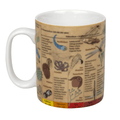 Wissensbecher "Evolution"